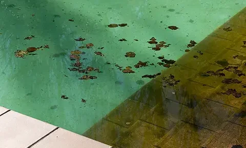How Do I Get Rid of Black Algae in My Pool?