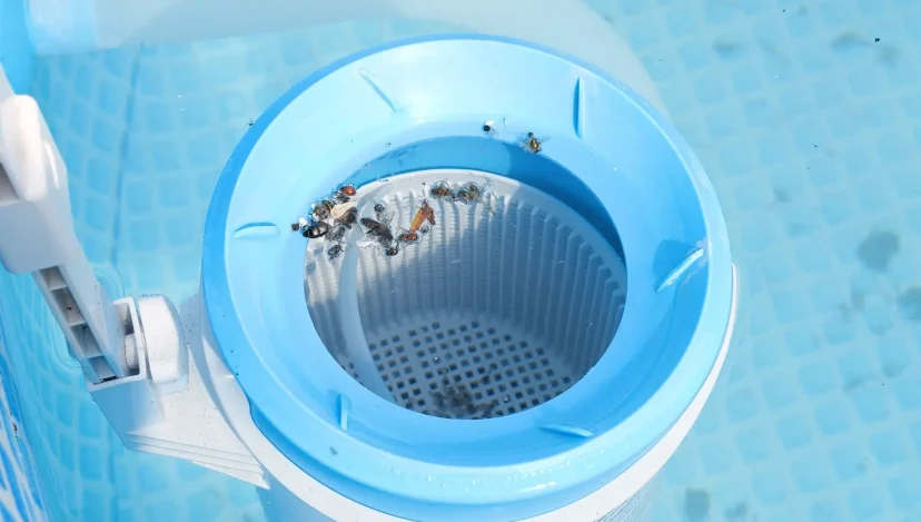 How to Get Rid of Water Bugs in the Pool?