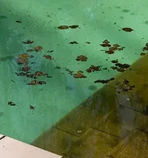 How Do I Get Rid of Black Algae in My Pool? | Silverline Pools