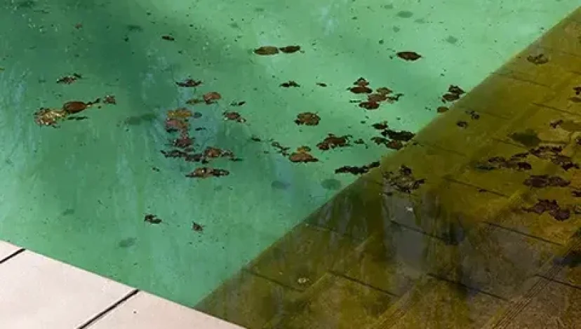 How Do I Get Rid of Black Algae in My Pool? | Silverline Pools